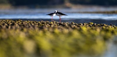NZ’s ‘light-touch’ approach to voluntary carbon and nature markets may unlock finance but risks credibility