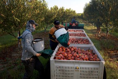 Peach supply threat in several states could send prices skyrocketing as farmers report $300 million worth of losses
