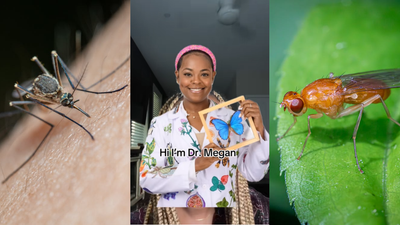 ‘That Fruit Fly Has Won Five Nobel Prizes:’ Columbia Woman With a PhD on Bugs Explains Why on TikTok