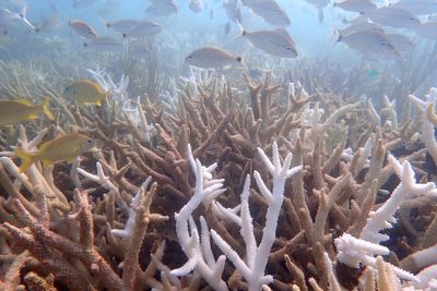 Researchers fear another hot summer could further cripple Florida’s already struggling coral reefs