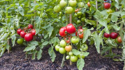 How Far Apart to Plant Tomatoes for the Best Harvests – And to Give Yours the Space They Need to Thrive