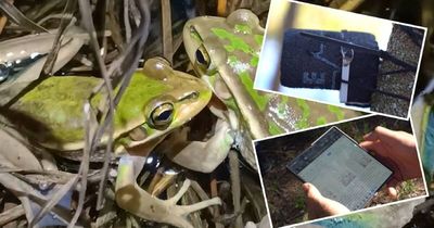 How AI is saving Lake Macquarie's last known frog community