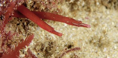 Rare male red pipefish carrying eggs on its trunk spotted in Sydney
