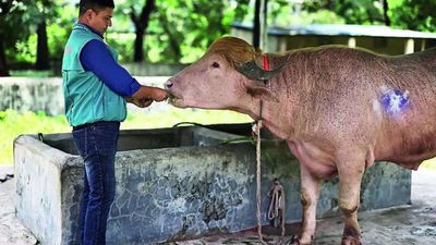 Viral fame spares 'Donald Trump' buffalo from Eid sacrifice in Bangladesh