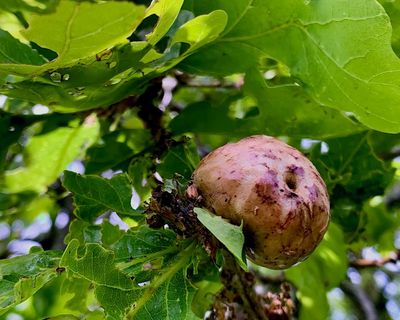 Country diary: Today was once a public holiday, thanks to these oak ‘apples’