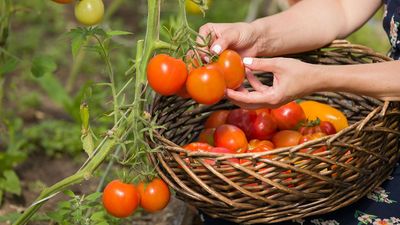 I just found this lesser-known gardening hack that could give your tomato plants a healthy boost — and it’s in your fridge right now