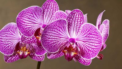 What Your Orchid Needs in June to Encourage Even More, Bigger Blooms this Summer