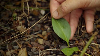 Call to ditch energy hub to save herb from extinction