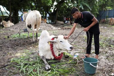 Man gored to death by buffalo during Eid al-Adha ritual