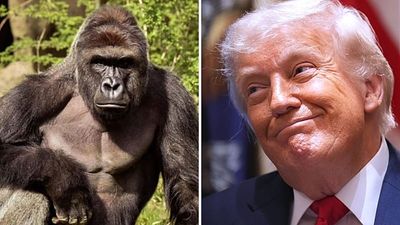 Trump administration mocked for Harambe tribute post 10 years after gorilla’s death