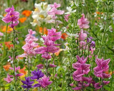 Gaps in your borders? It’s not too late to plant some summer showstoppers