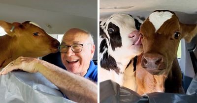 How A 600-Mile Drive With Two Rescued Calves Turned Into One Of The Most Heartwarming Animal Documentaries