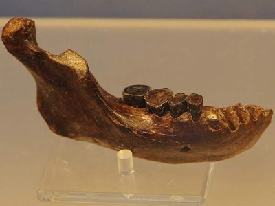 A single jawbone from Taiwan just changed what scientists knew about Denisovans