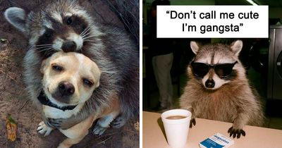 47 Cute And Hilarious Raccoon Pics That Might Steal Your Heart