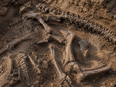 In 1858, a curious dig in a New Jersey marl pit turned out to uncover one of the most important dinosaur finds in US history