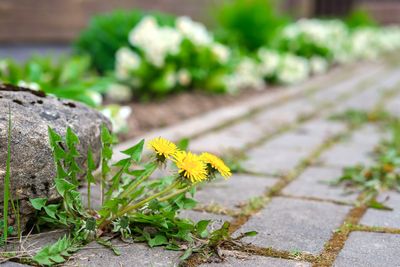 Win the War on Weeds: Low-Cost Strategies to Shrink Your Weed Seed Bank