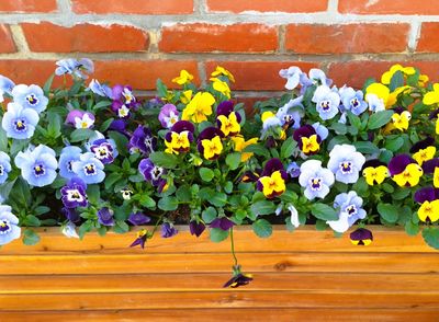 Deadheading 101: Keep Your Flowers Blooming All Summer With This Simple Trick