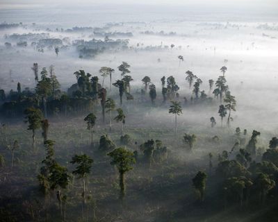 Conservationists alarmed by drastic cuts to key UK fund for global nature protection