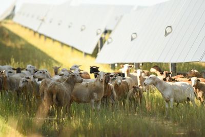 Solar energy helps US farms stay afloat – but Republicans’ bill could change that