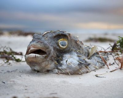 Second wave of South Australia’s toxic algal bloom could be imminent, scientist warns