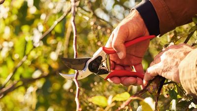The Right Tools Can Make Pruning Faster, More Precise, and Feel Effortless – These Are the Ones Experts Swear By