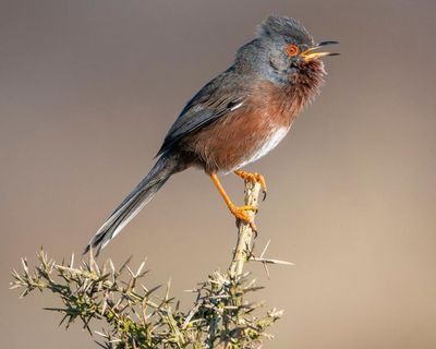 Dartford warbler stages a comeback 60 years after almost vanishing