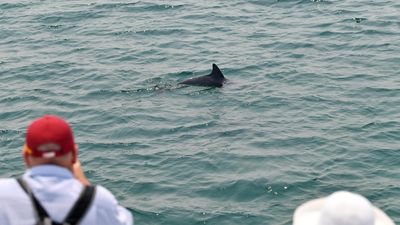 Hit the beaches and bays to count dolphins for science