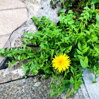 The best weeding tools for every stubborn garden weed – and why one type does not suit all of these pesky garden invaders