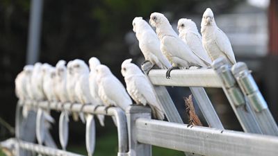 Uncool hobby fast becoming Australia's favourite