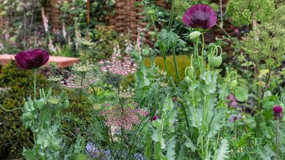 What’s Replacing Wildflower Planting in 2026 – And Why Designers Are Moving Away From Chaos Gardens