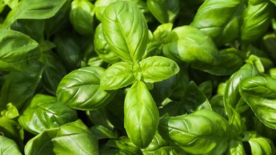 Is your basil plant wilting? 5 causes and quick fixes to revive it