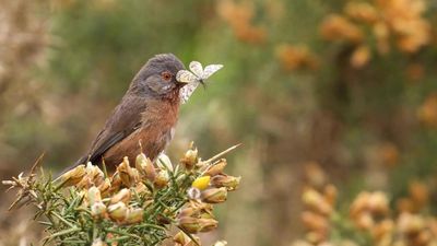 Rare Dartford Warbler makes remarkable comeback in Britain 60 years after near extinction