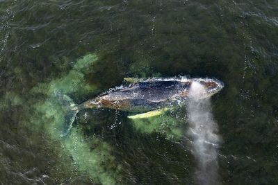 Timmy the whale’s carcass dragged onto Danish beach after weeks languishing in shallow waters