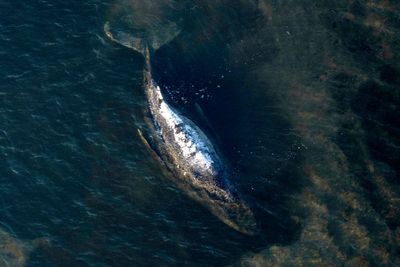 Dead humpback whale brought to shore in Denmark with autopsy set next week