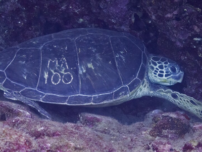 Hawaiians spotted sea turtles with mysterious 'graffiti' on their backs, and it sparked a 600-person mission to save the species