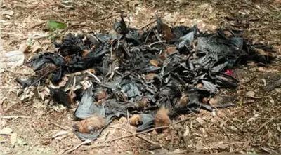 Chhattisgarh mysterious bat deaths spark concern in Balod; samples sent to Bhopal lab