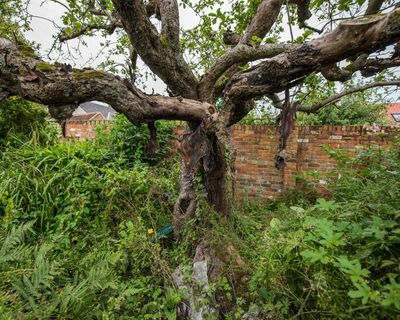 Future of first Bramley apple tree in doubt as cottage where it stands is sold