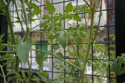 Build a Trellis on the Cheap: 3 DIY Supports for Your Climbing Plants