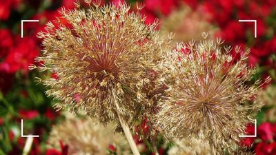 What to do when alliums have finished flowering in your garden, according to experts