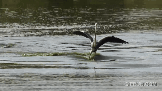 The Messiah isn’t Jesus, it’s this heron walking on water – which won a trophy at the Nikon Comedy Wildlife Awards