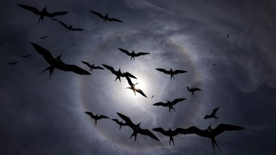 This split-second bird photo shows "a truly extraordinary moment captured in time", says judge of prestigious photography competition