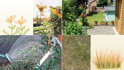Now is the time to act to revive your garden – "the first 48 hours after extreme heat is crucial for plant recovery"