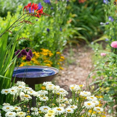 How to help birds in hot weather – 2 things your garden must have to prevent sunstroke and dehydration, according to wildlife experts