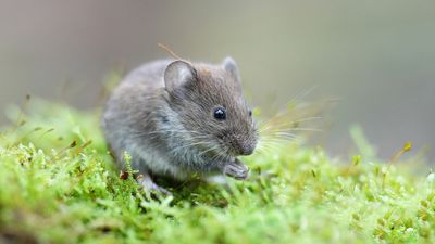 Scientists got mouse eyes to perform photosynthesis ‪—‬ and no, they didn't turn green