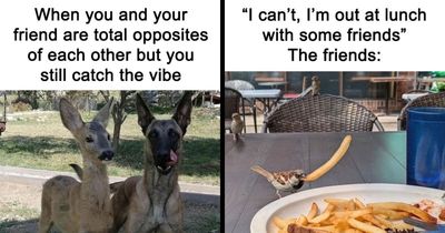77 Pure And Funny Animal Memes To Calm Your Brain (New Pics)
