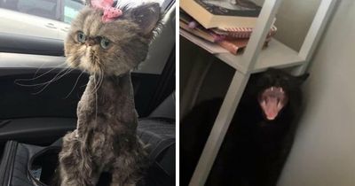 88 Wonderfully Stupid Cat Pictures Packed Full Of Pure Serotonin To Instantly Boost Your Mood