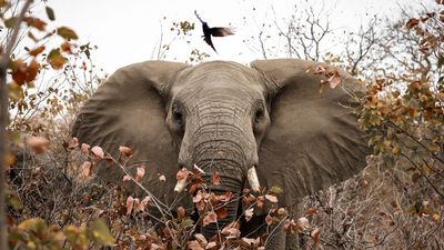 This cabin crew member uses flight layovers to shoot world-class wildlife photography using custom settings on his Canon camera