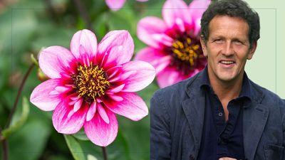 Monty Don shares an unexpected step for making your dahlias bigger and bushier