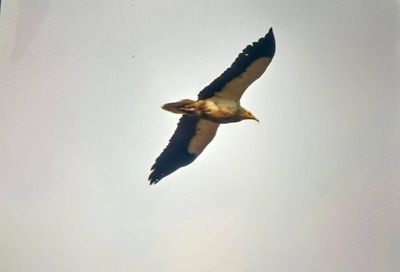 Back from brink: India's vultures stage comeback as captive-breeding, release efforts gather pace