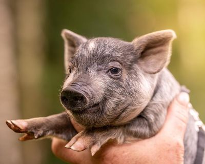 Fed up with being taken for granted? Spoilt pig syndrome could change your life